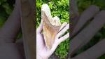 megalodon_shark_tooth_jq7